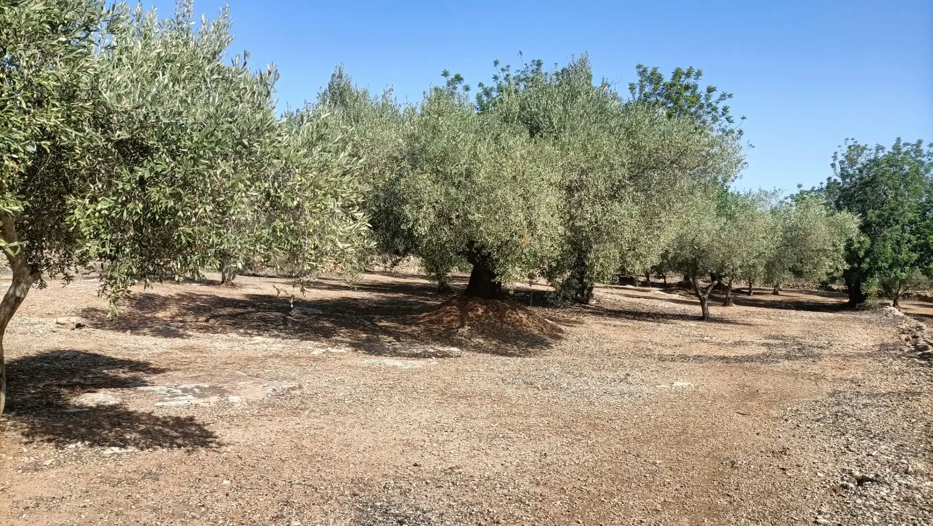 Terrain rustique à vendre à Camí de la Ferrereta 17, imagen 11
