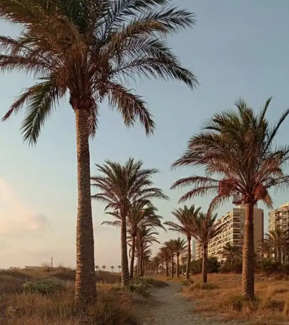 Terreny residencial en venda a Urbanització Molló de la Creu N-8, imagen 15