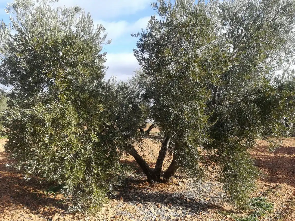 Terreno rustico in vendita a Valdepeñas, imagen 3