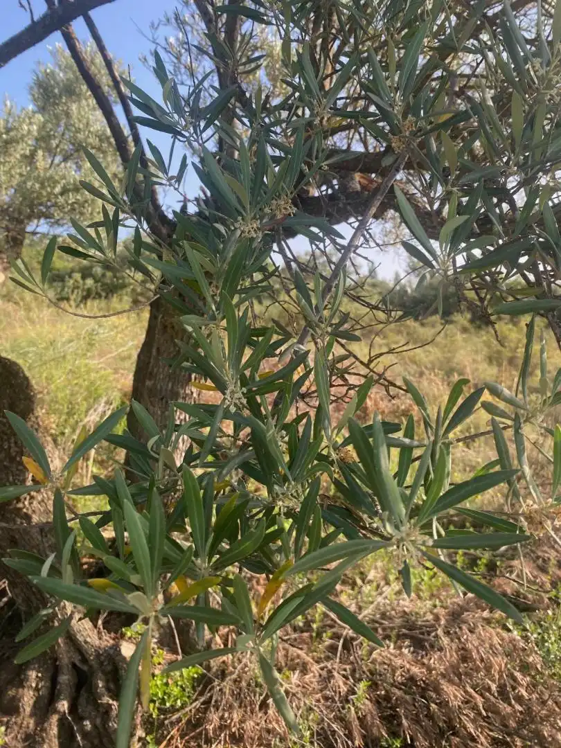 Garten von Grundstücke zur Miete in Loranca de Tajuña