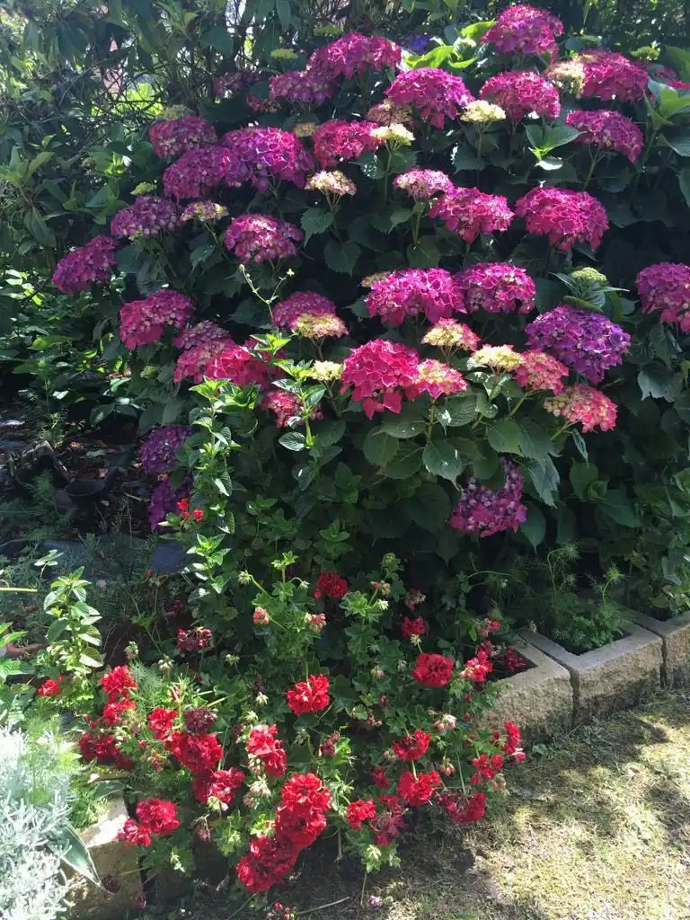 Garden of Houses for sale in Navia  with Private garden and Storage room
