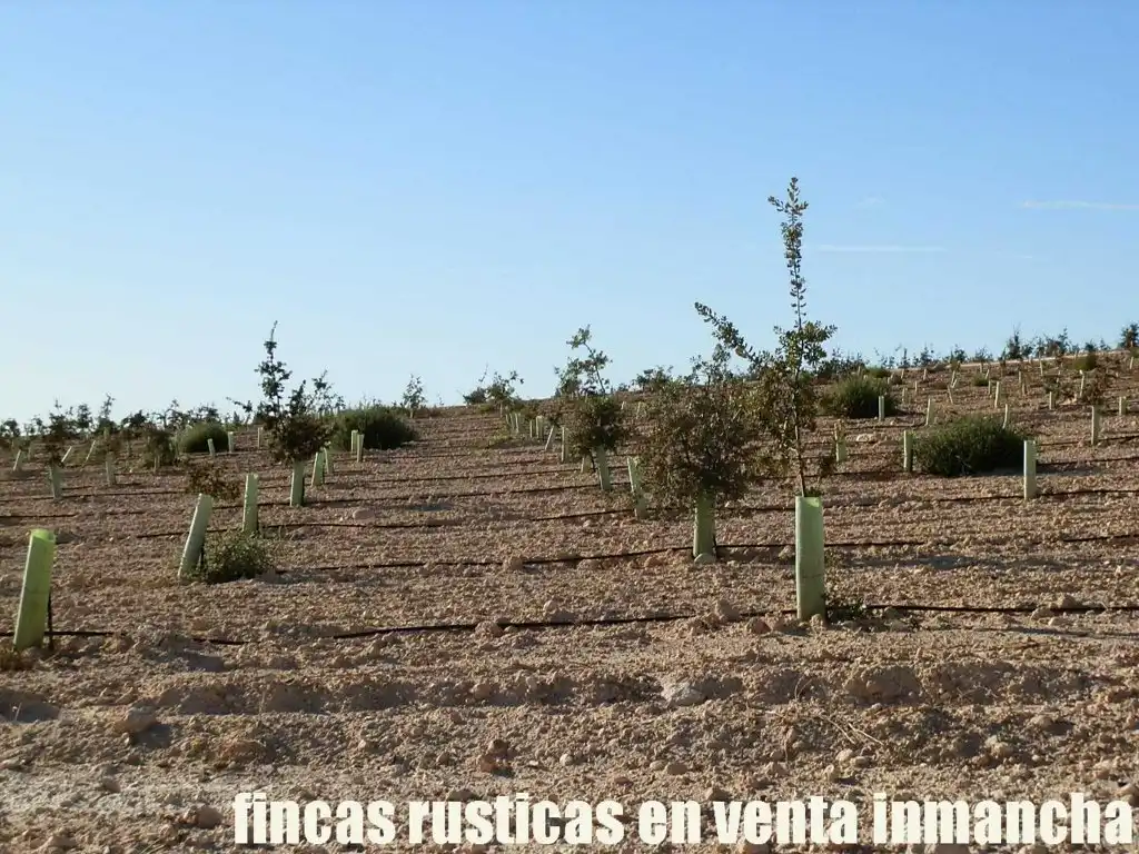 Rustikales Grundstück zum Verkauf in Jumilla, imagen 8