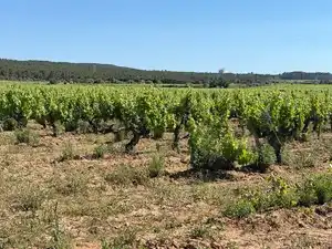 Terreno en venta en L'Arboç