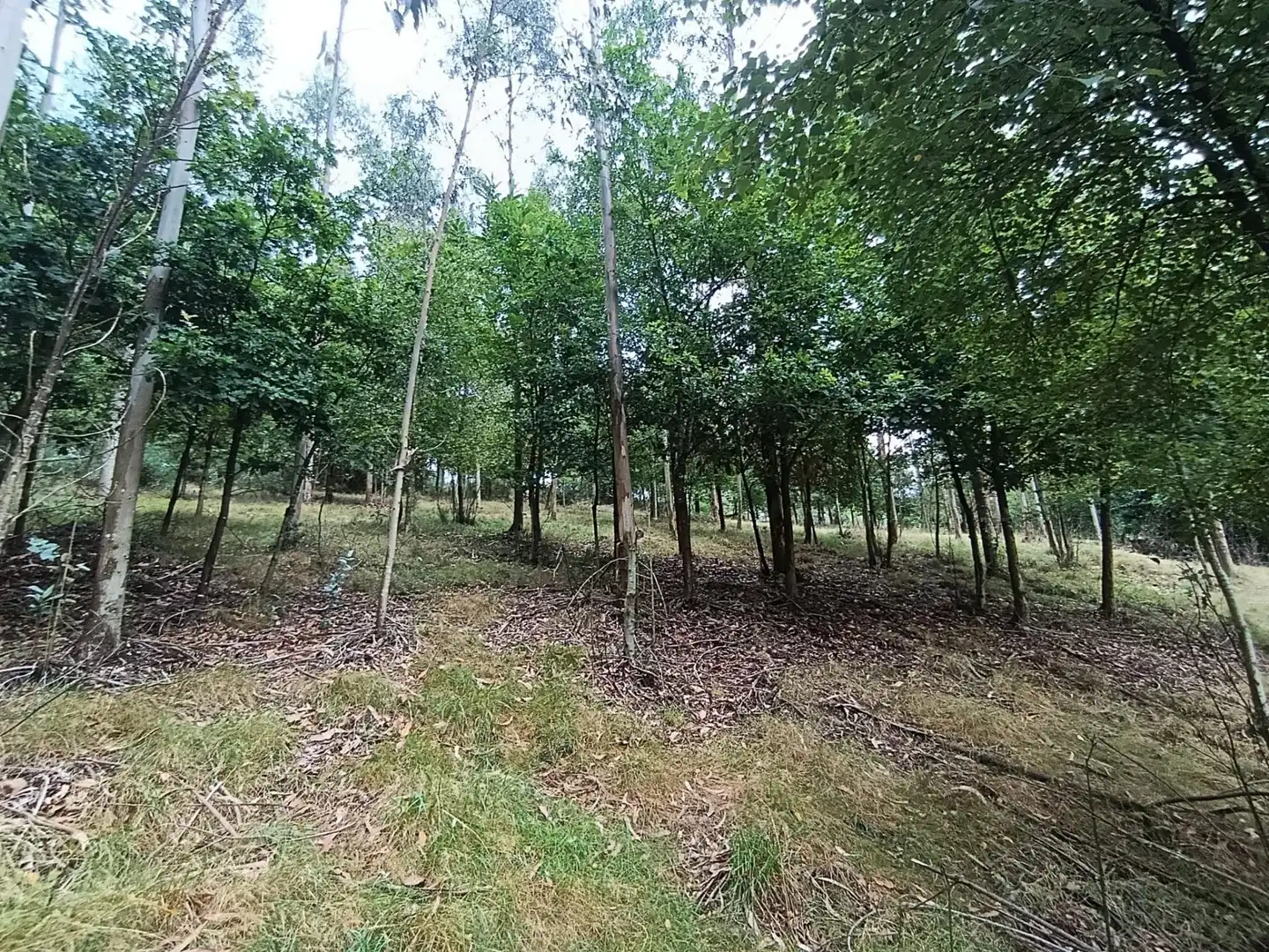 Country homes for sale in Pravia