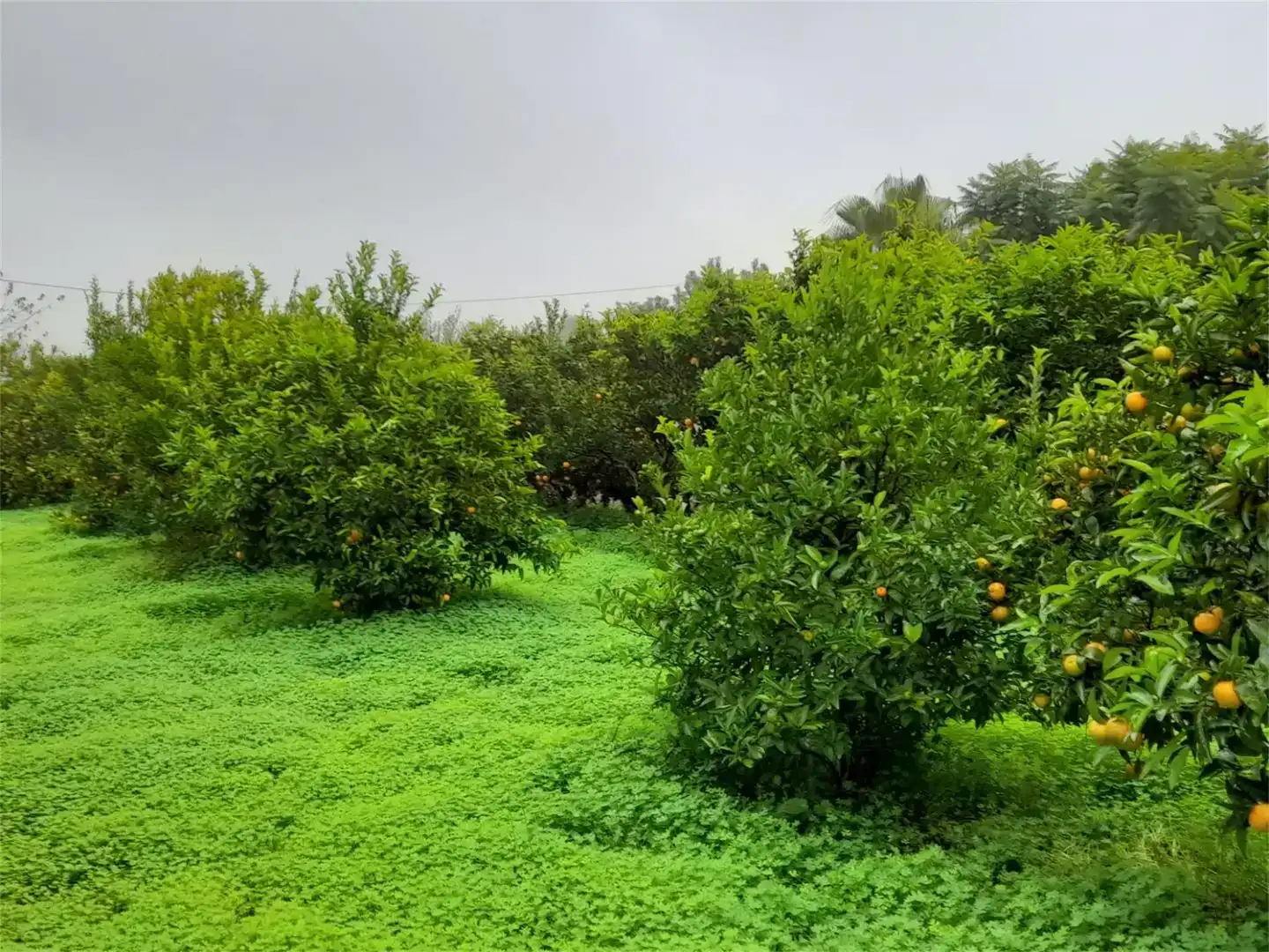 Finca rústica en venda en Llocnou de Sant Jeroni amb Jardí privat, Piscina i Moblat