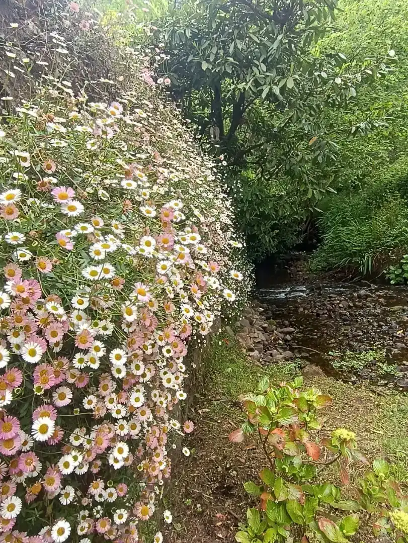 Jardí de Casa o xalet en venda en Soto del Barco