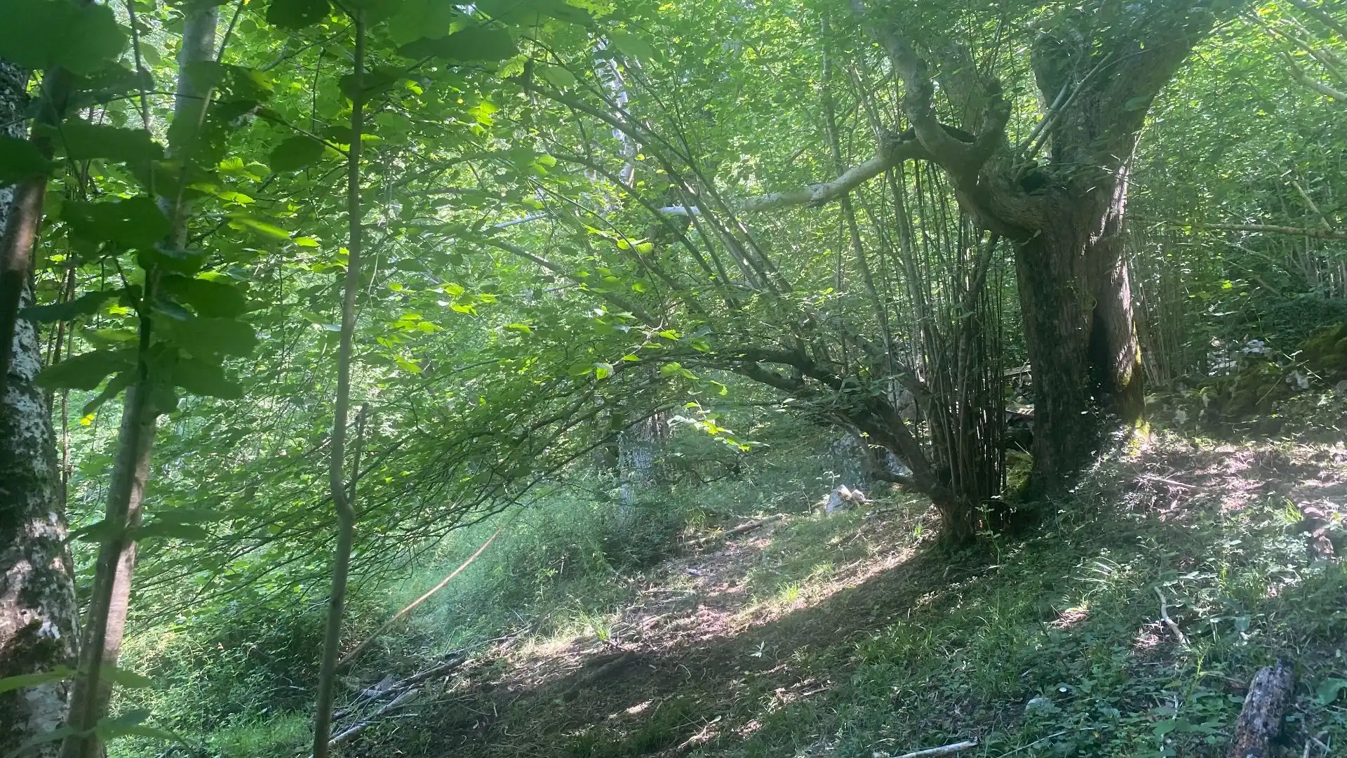 Terreno rustico in vendita a SEGÜENCO, imagen 23