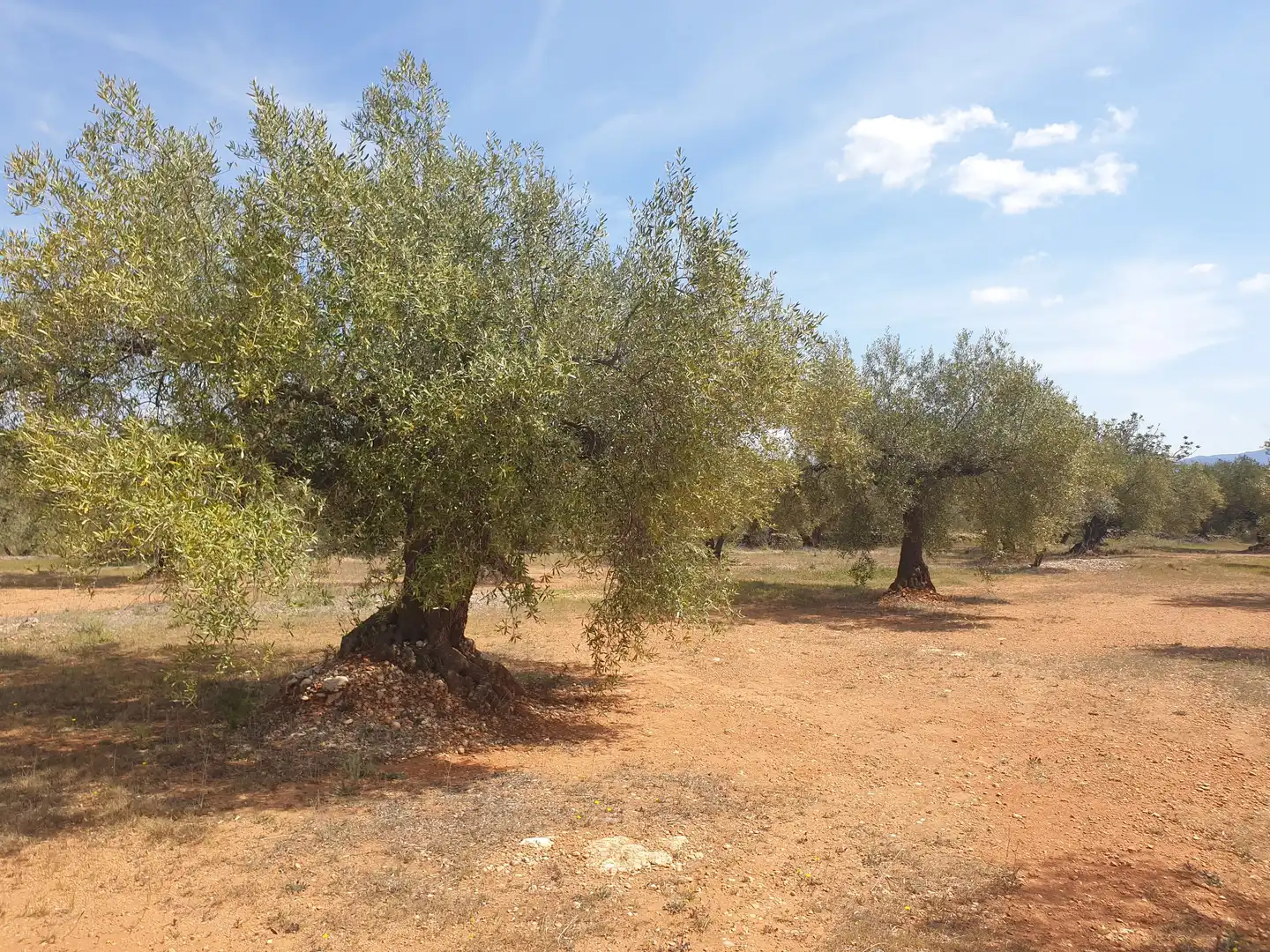 Rural land for sale in Carrer València, imagen 4