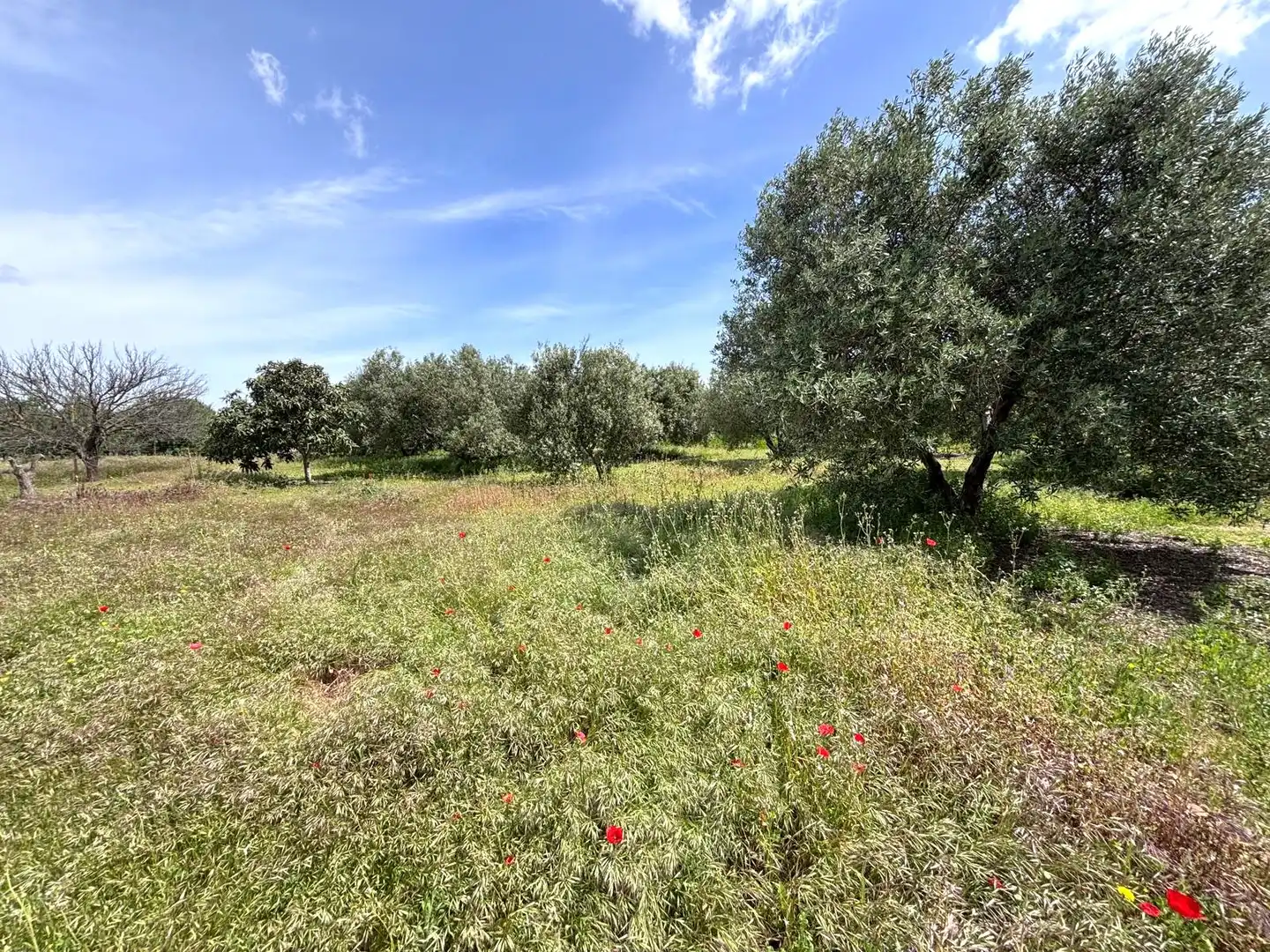 Terreni e lotti in vendita a Arcos de la Frontera, imagen 26