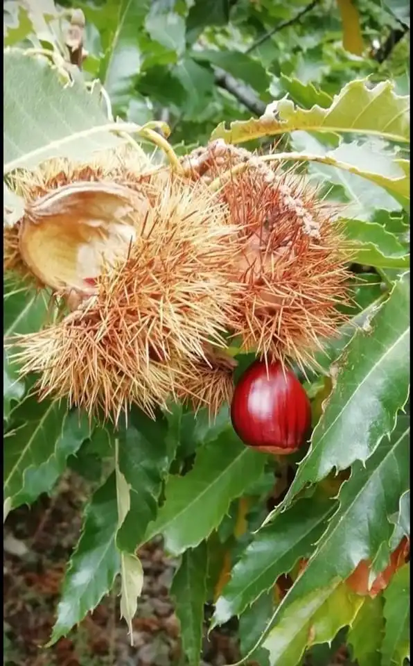 Jardí de Casa o xalet en venda en Navaconcejo amb Aire condicionat, Calefacció i Forn