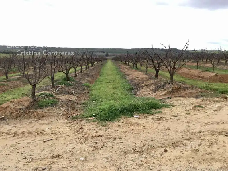Terreno rústico en venta en Huévar del Aljarafe, imagen 7