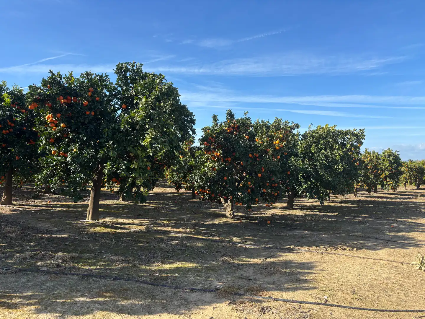 Exterior view of Land for sale in Sanlúcar la Mayor