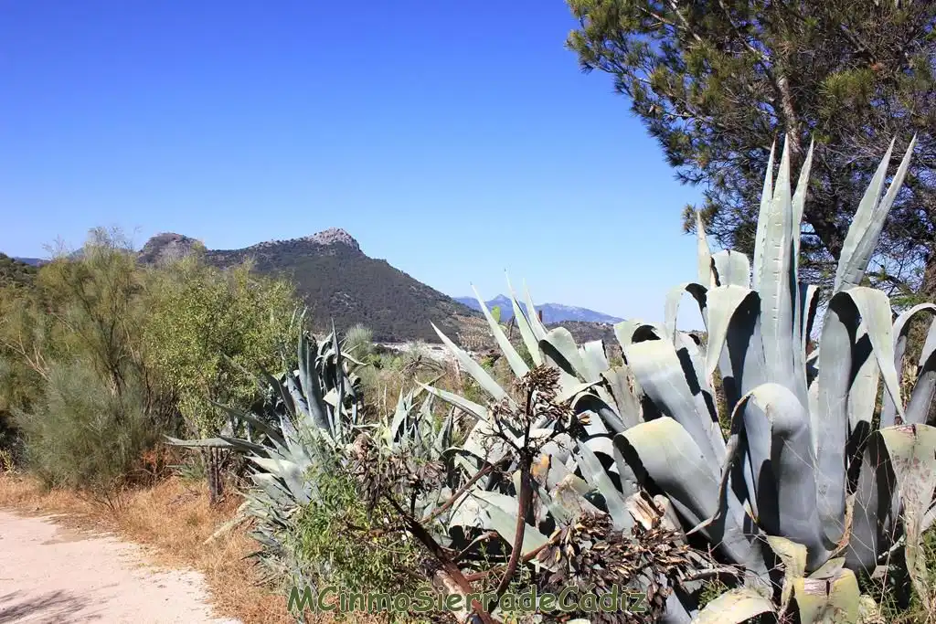 Finca rústica en venta en Montecorto