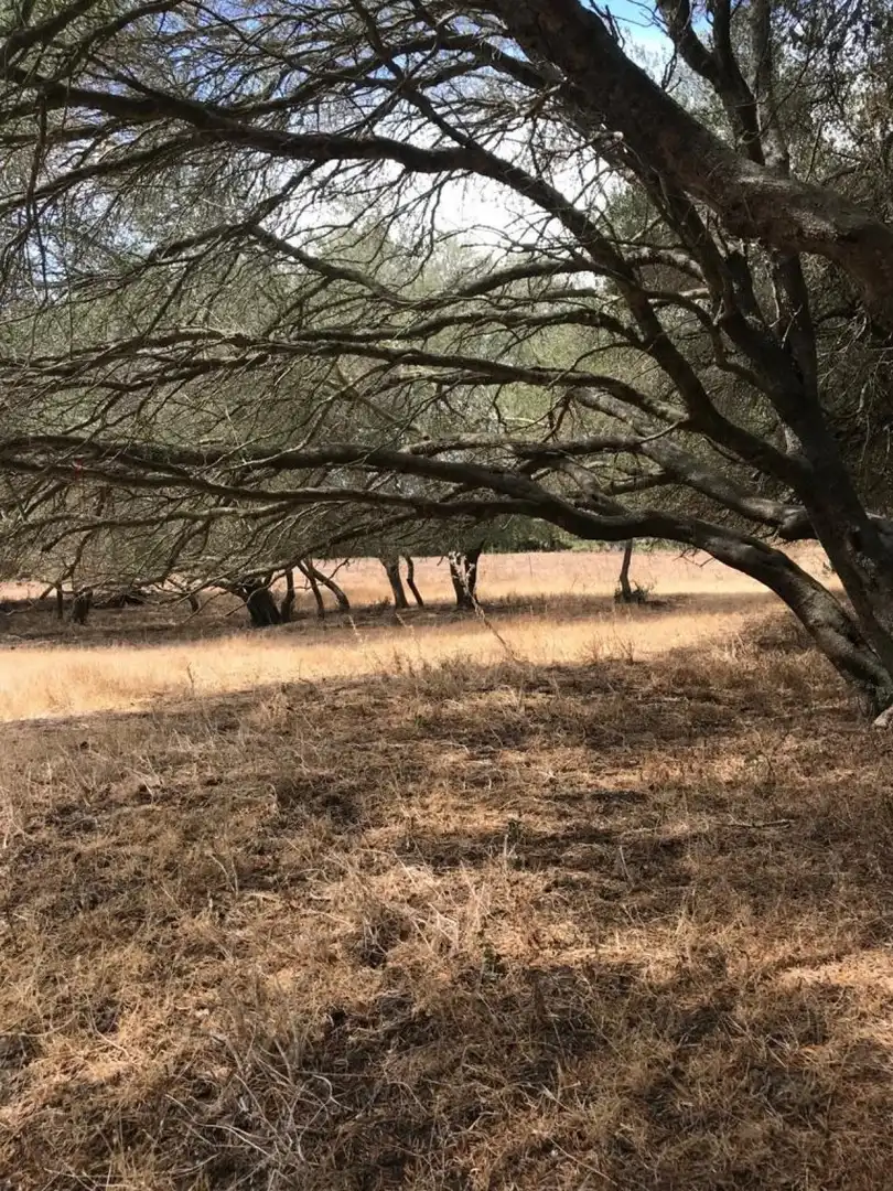 Terrain rustique à vendre à Vejer, imagen 5