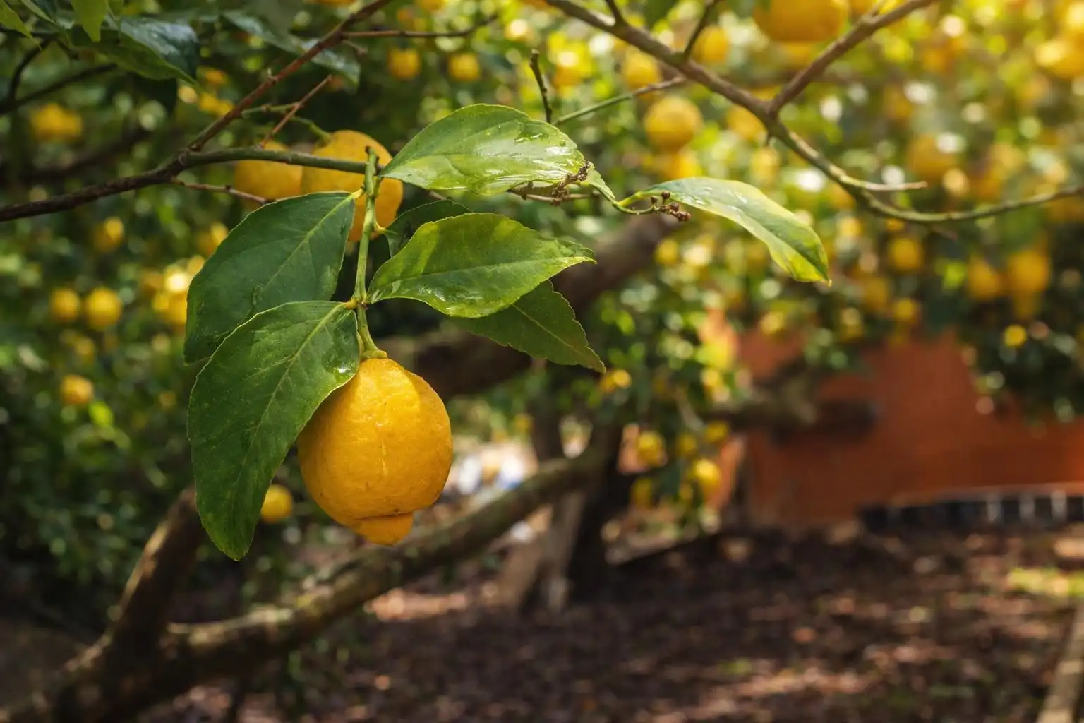 Jardín de Finca rústica en venta en Coín con Jardín privado, Terraza y Trastero