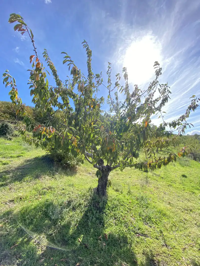 Terreni e lotti in vendita a Barrado, imagen 7