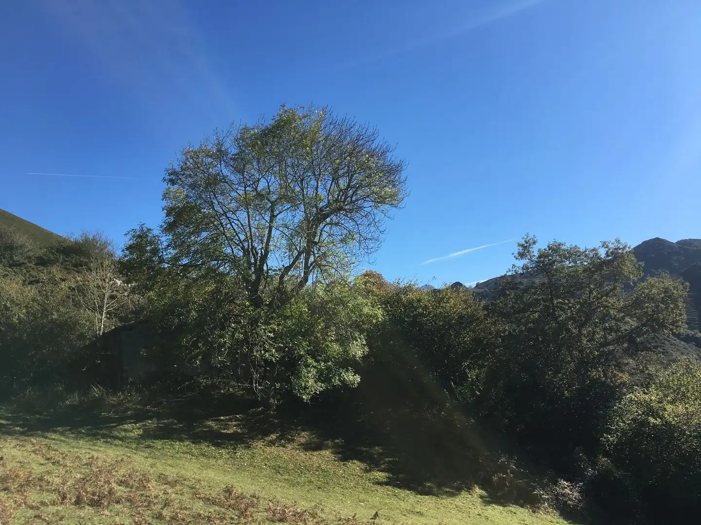 Terreno rustico in vendita a Cangas de Onís, imagen 13