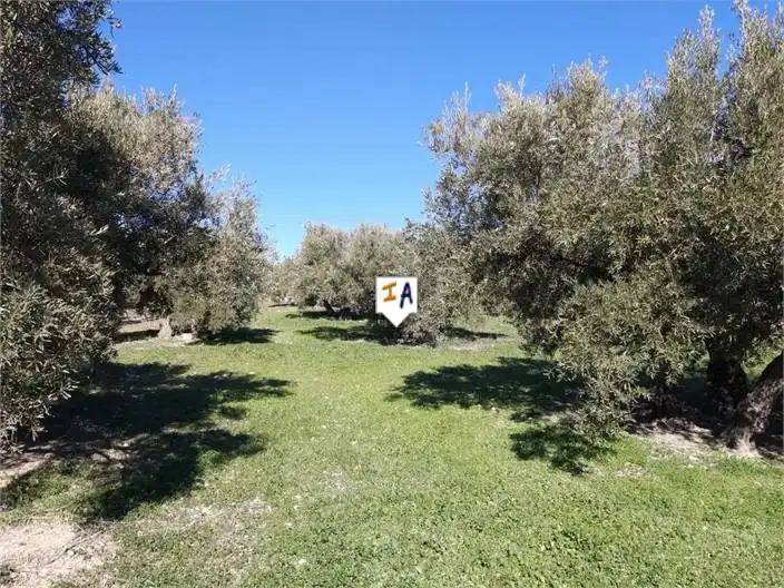 Gewerbefläche zum Verkauf in Luque, imagen 10