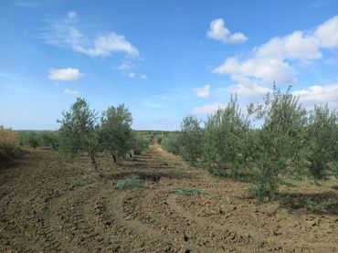 Rustikales Grundstück zum Verkauf in Camino Fuente Archena 4