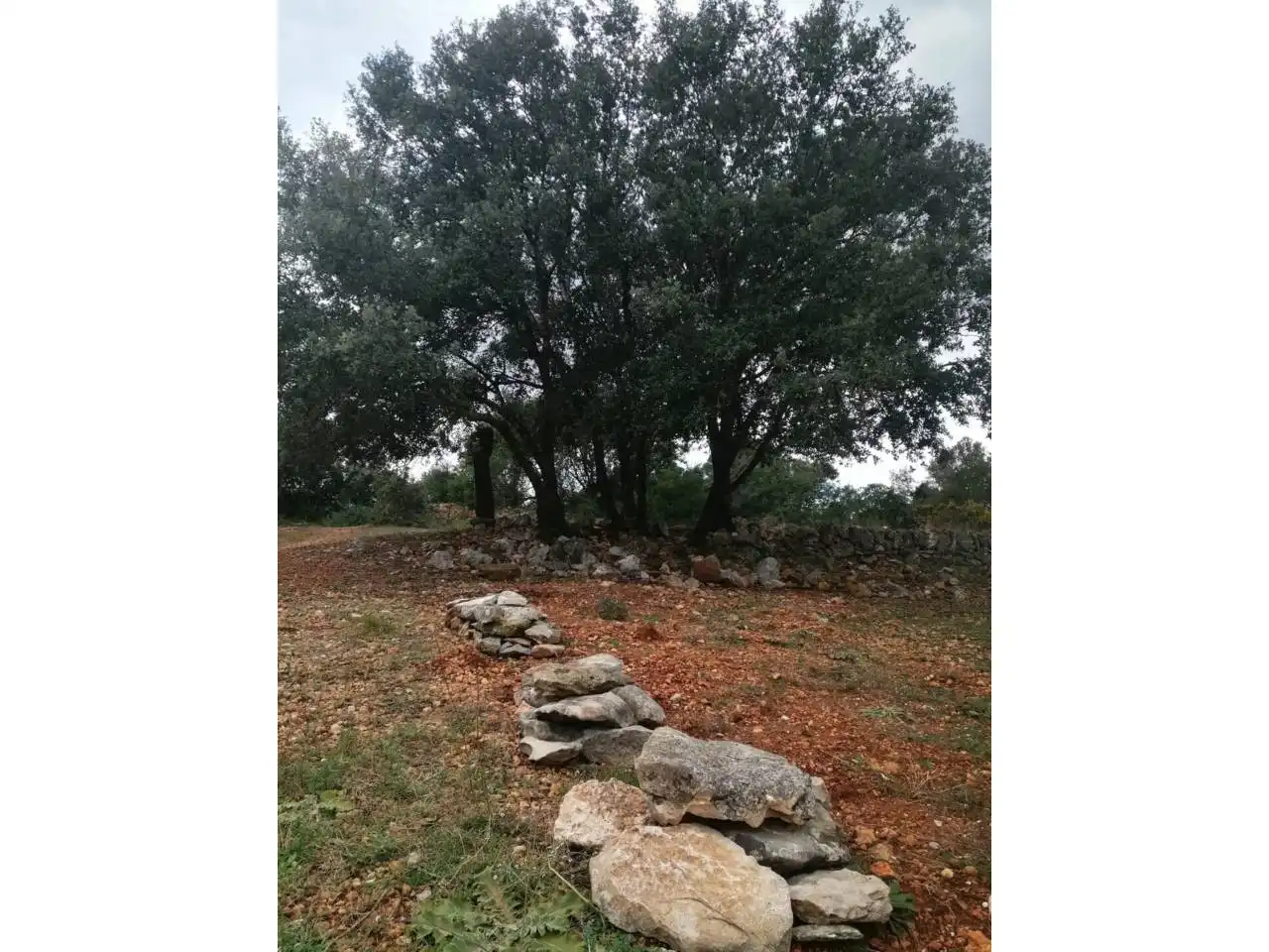 Rural land for sale in Calle Camino de Godall, imagen 6