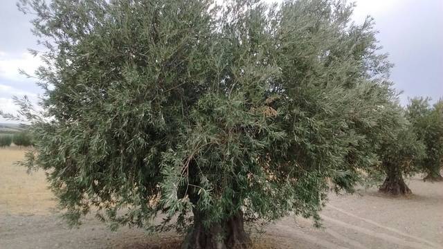 Terreno en Venta en Mora