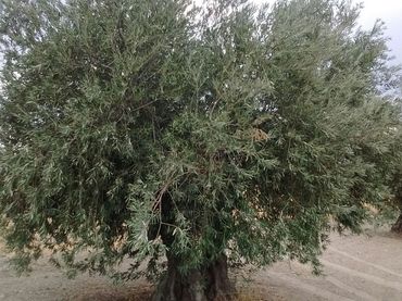 Terreno rustico in vendita a Mora