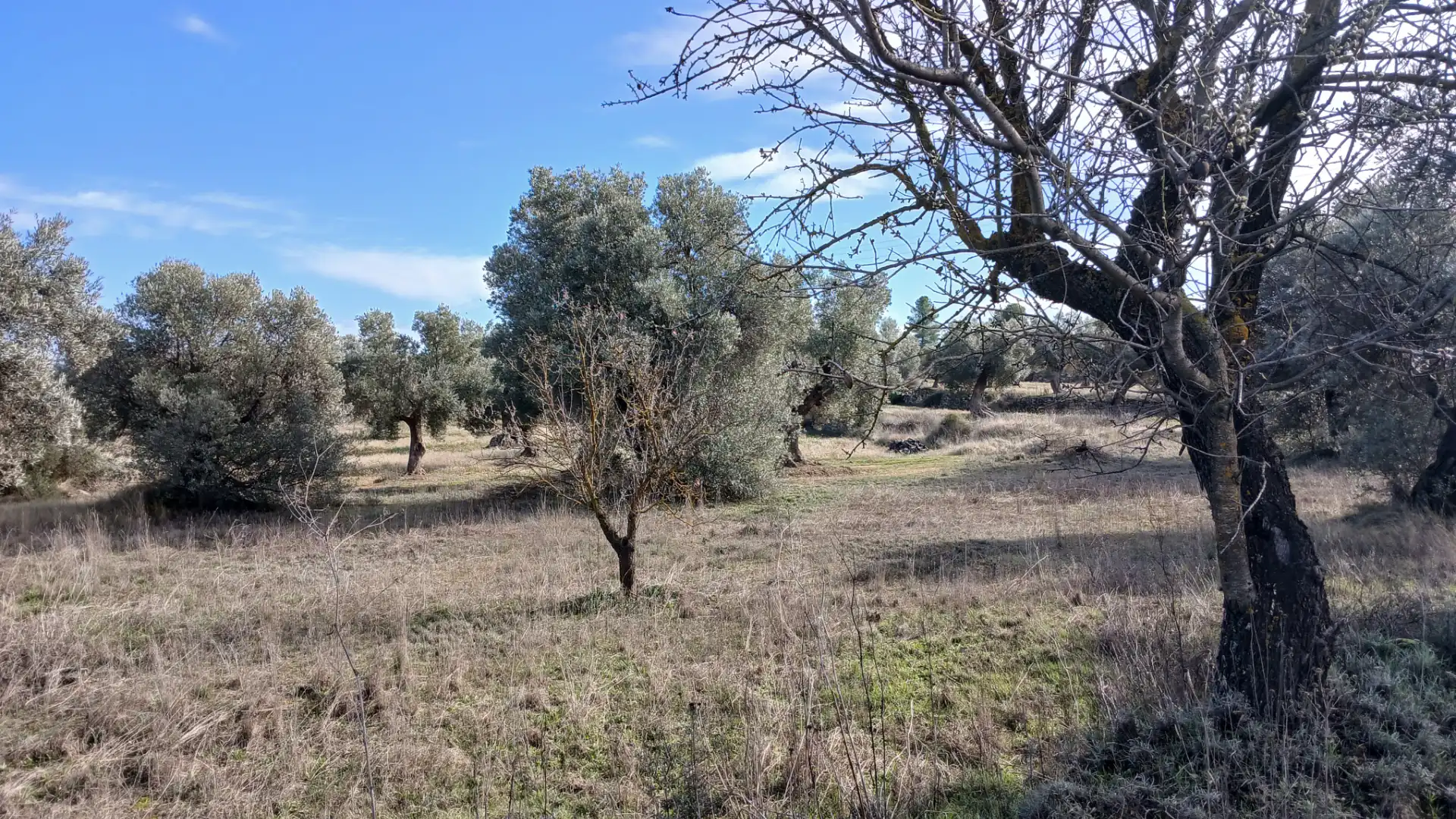 Terreni e lotti in vendita a Calaceite, imagen 5
