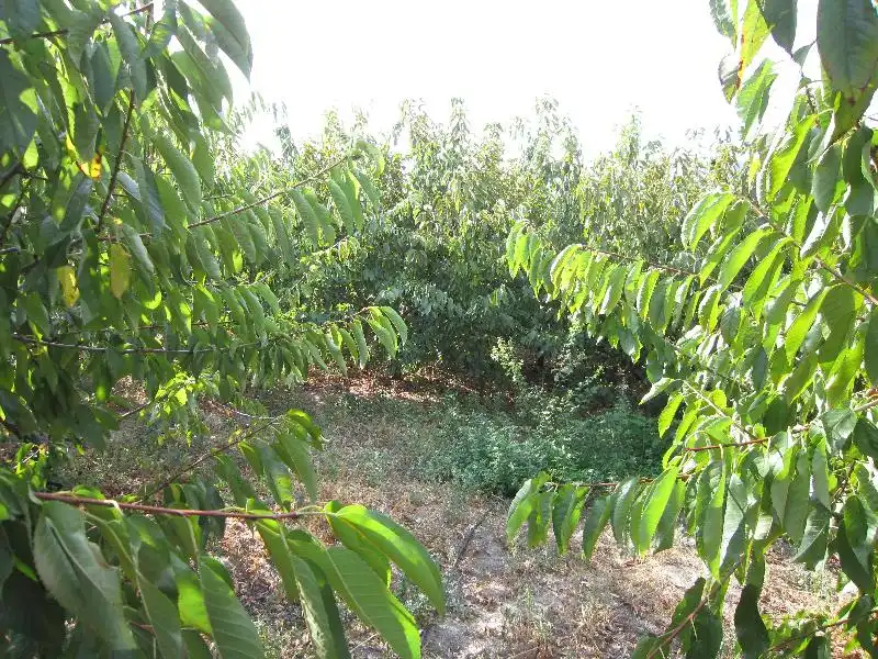 Terreni e lotti in vendita a Valdastillas, imagen 4