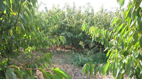 Foto 4 de Terreno en venta en Valdastillas, Cáceres