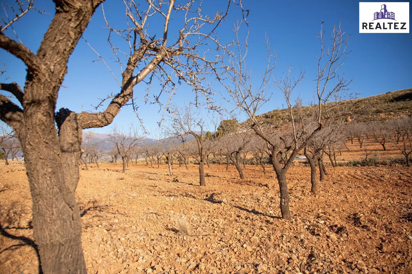 Terrain rustique à vendre à Alcolea, imagen 7