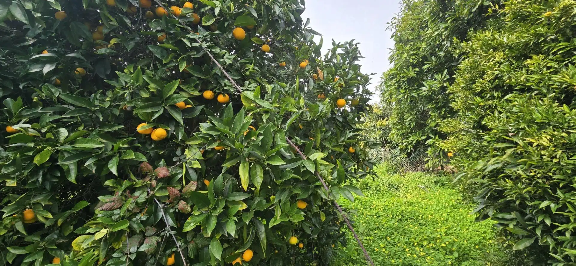 Jardí de Casa o xalet en venda en La Matanza de Acentejo amb Jardí privat, Terrassa i Traster