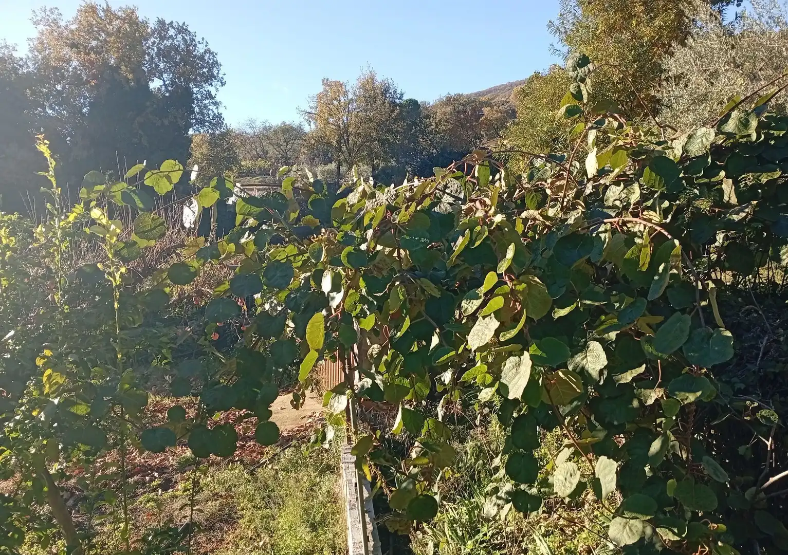 Terreni e lotti in vendita a Villanueva de la Vera, imagen 35