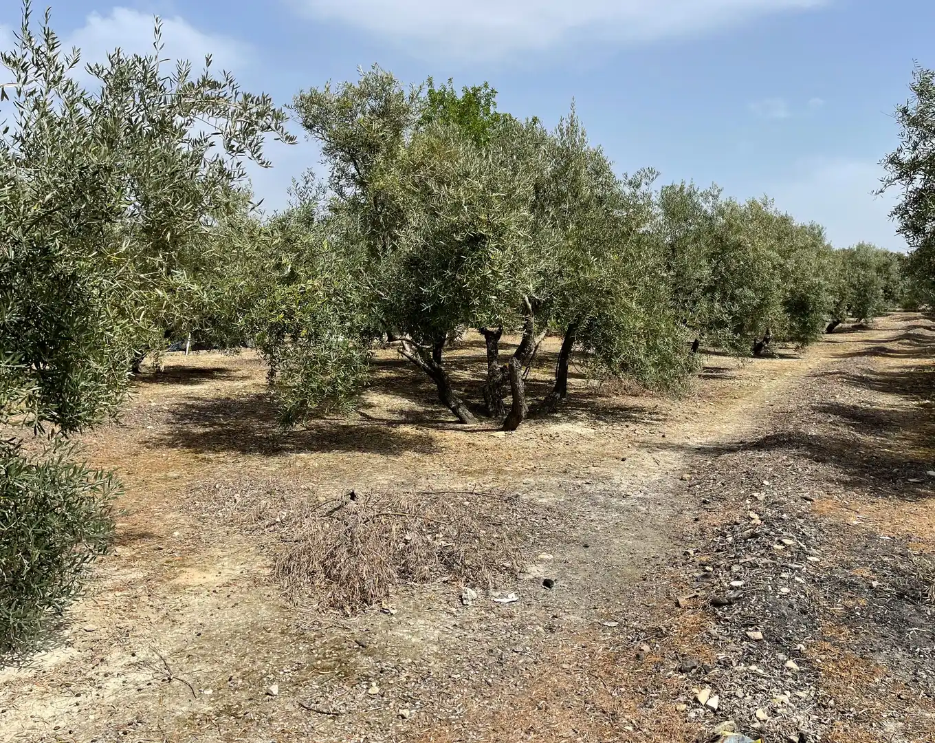 Terrenos y solares en venta en Úbeda