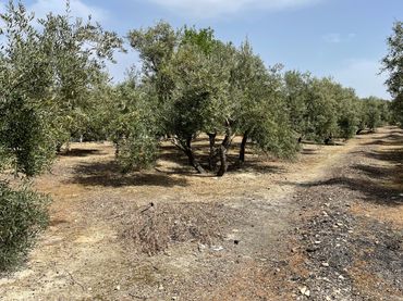 Terreno rustico in vendita a Úbeda