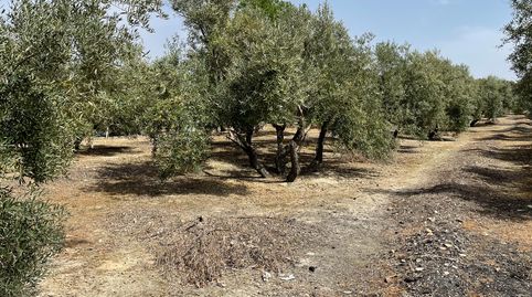 SE VENDE PARCELA RÚSTICA EN CARRETERA HUERTAÑALDA