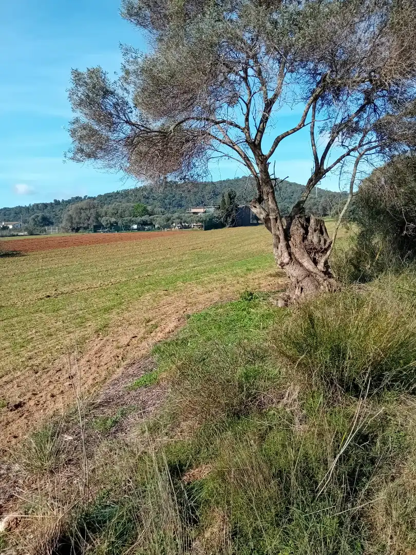 Terreno en venta en Sant Joan - Vilarromà