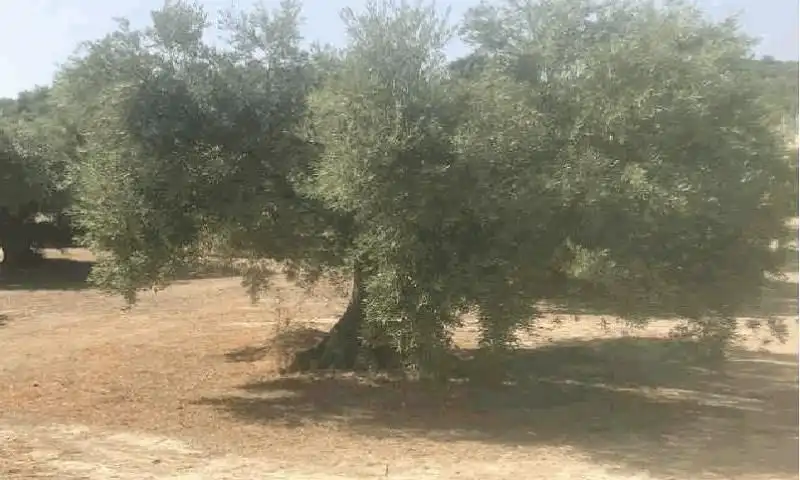 Terreni e lotti in vendita a Alcantarilla - La Glorieta, imagen 5