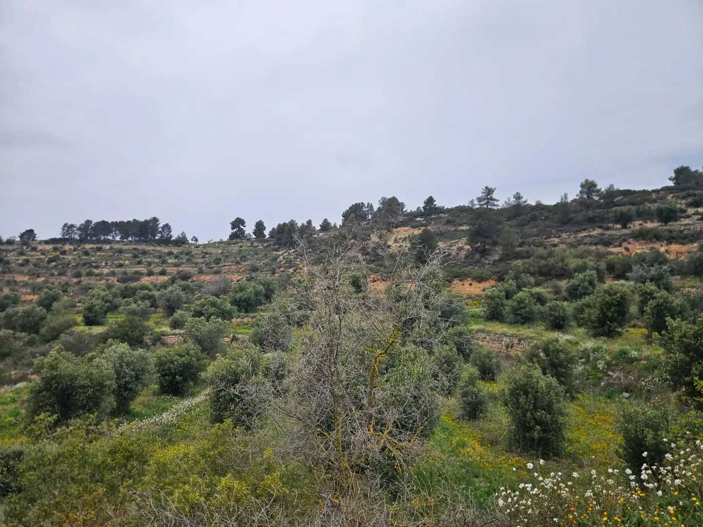 Rural land for sale in Cervià de Les Garrigues, imagen 8