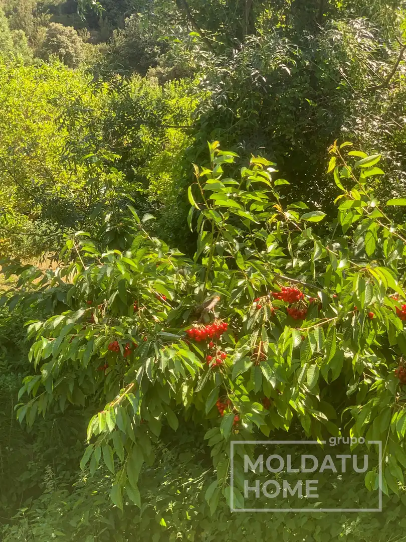 Jardín de Terreno en venta en Belascoáin