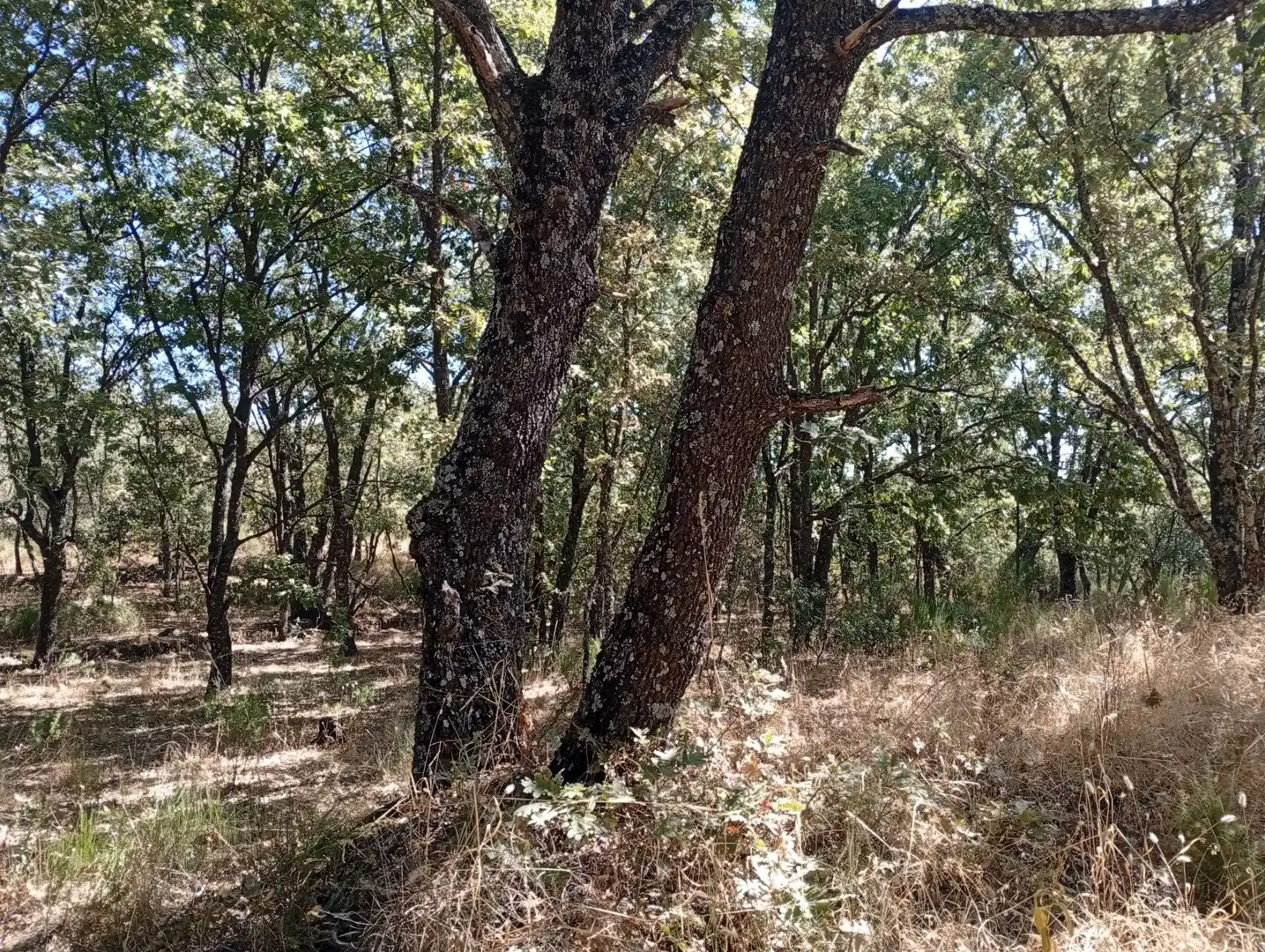 Terreni e lotti in vendita a Villanueva de la Vera, imagen 111