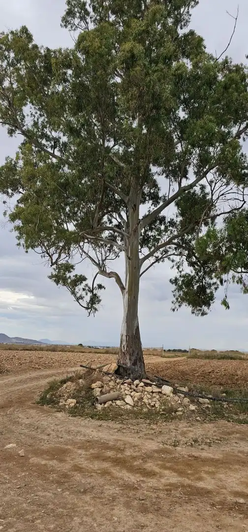 Terreno en venta en Camino el Hornico, Sucina