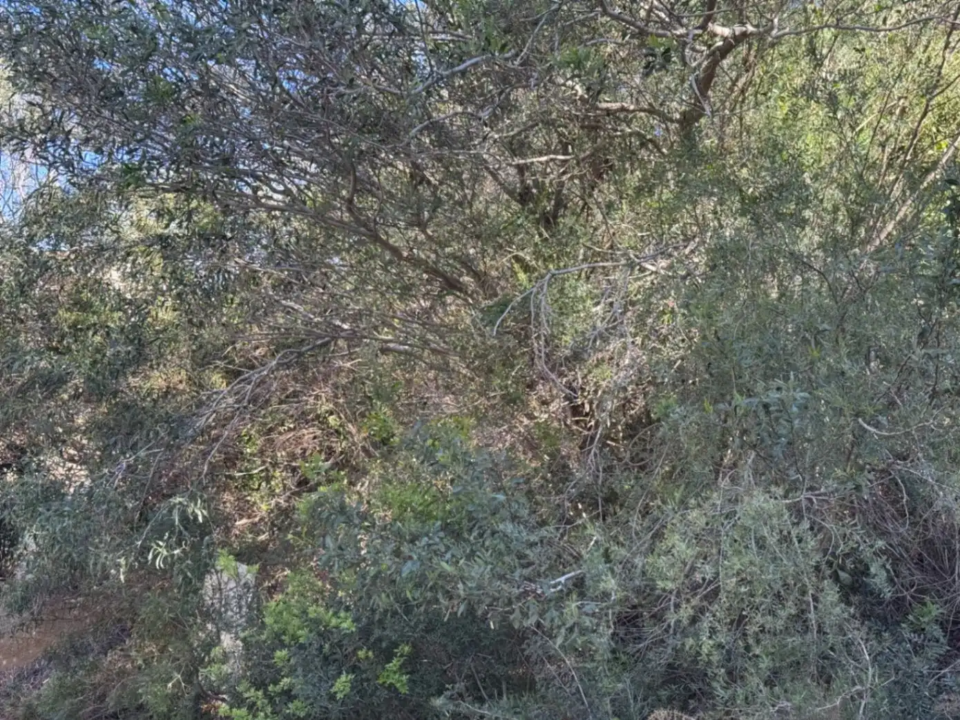 Terreny residencial en venda a Cumbre del Sol, imagen 15