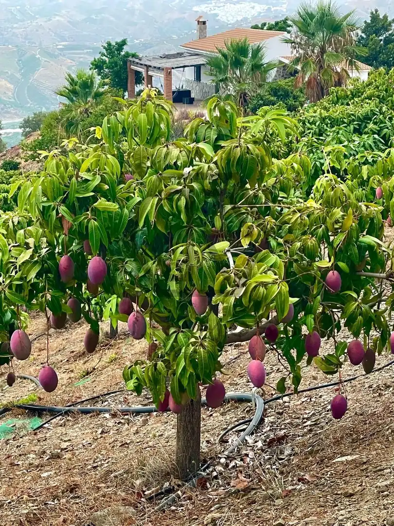Casa rústica amb piscina en venda a almendrilo, imagen 44