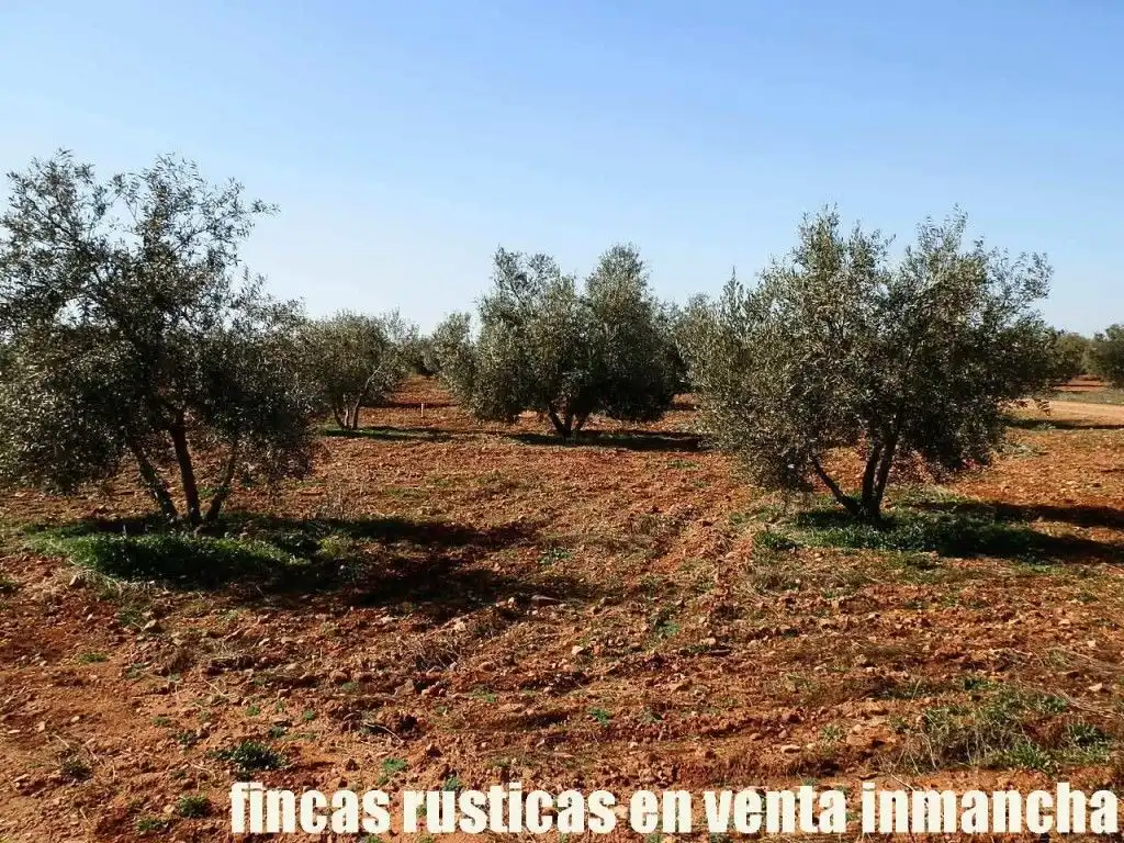 Rural land for sale in Valdepeñas, imagen 20