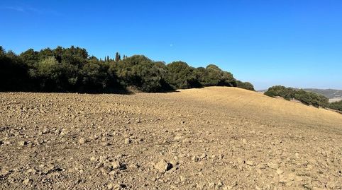 ESTUPENDA PARCELA RUSTICA EN VEJER DE LA FRONTERA, imatge 3