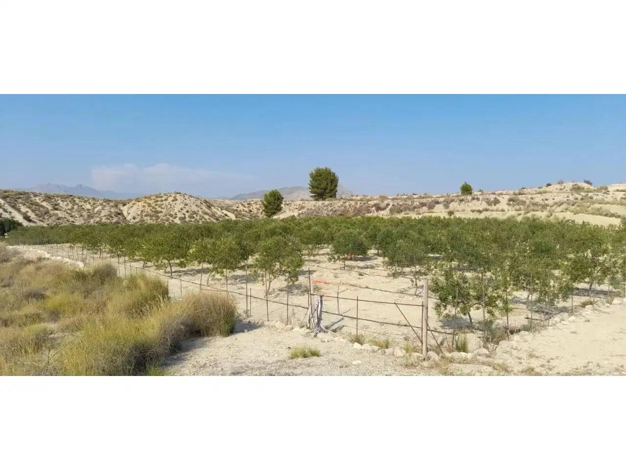 Rural land for sale in Calle MAYOR, imagen 21