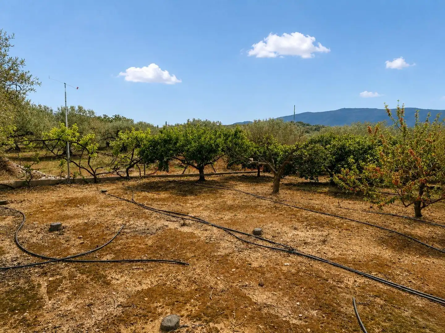 Country homes for sale in Freginals