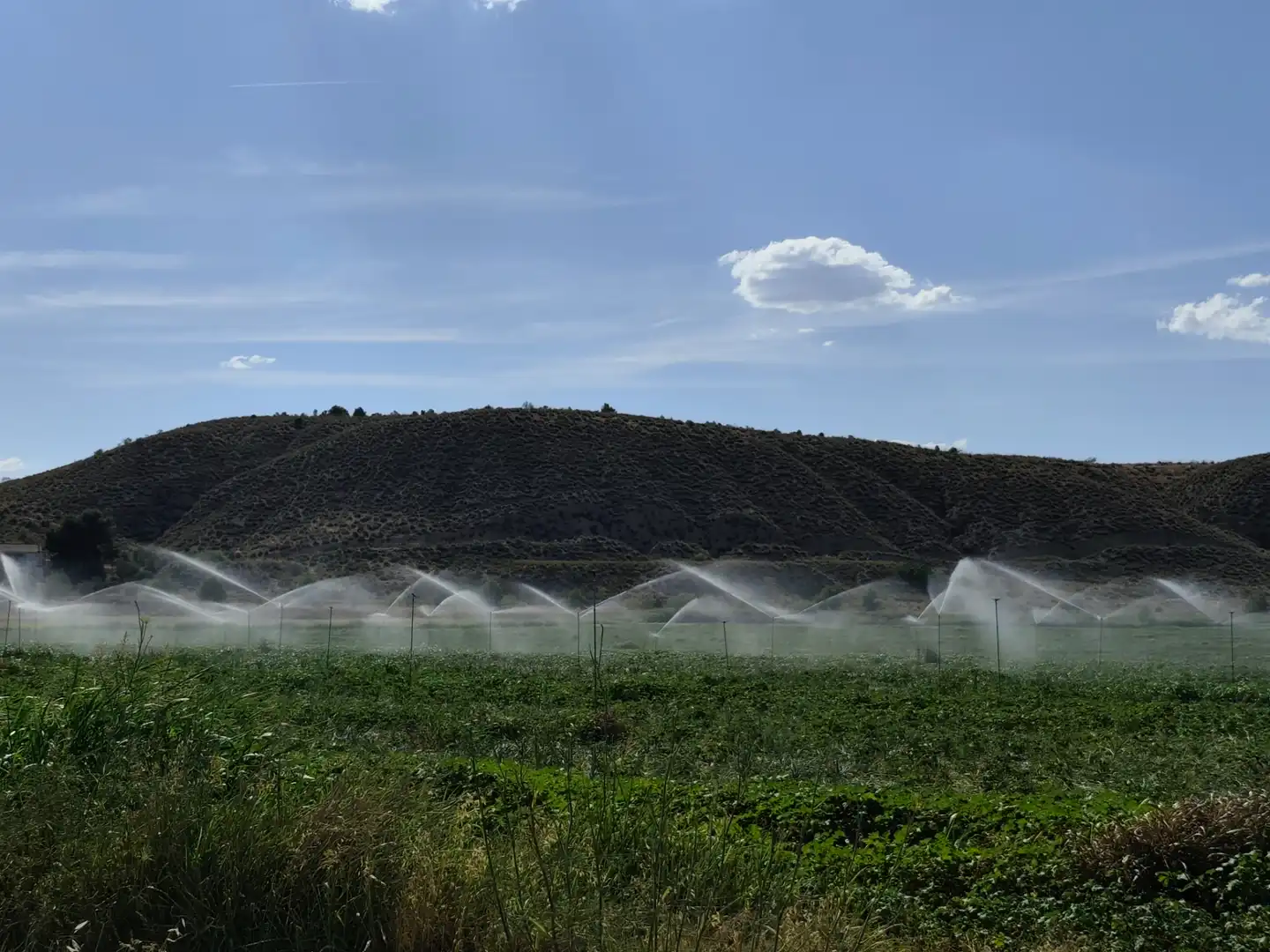Jardí de Casa o xalet en venda en Illana amb Jardí privat, Terrassa i Piscina