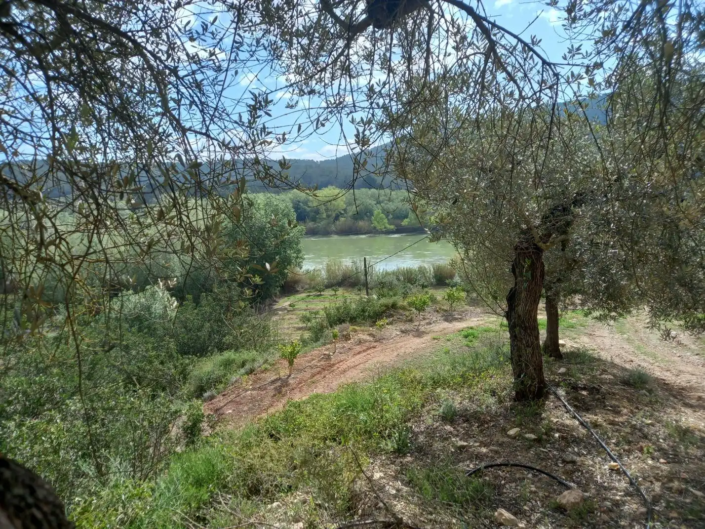 Terreny rústic en venda a Miravet, imagen 36
