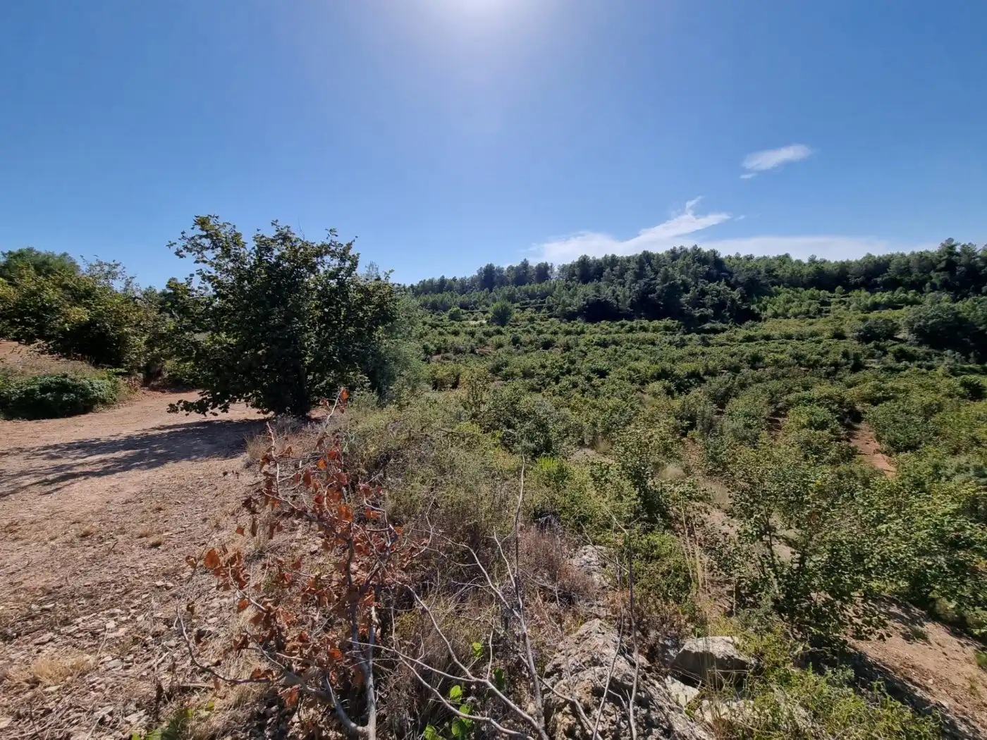 Terrain rustique à vendre à Tivissa, imagen 21